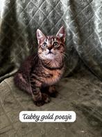 Europese korthaar X Noorse boskat kittens, Meerdere dieren, Ontwormd, 0 tot 2 jaar
