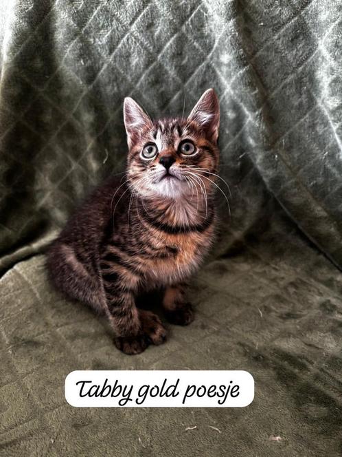 Europese korthaar X Noorse boskat kittens, Dieren en Toebehoren, Katten en Kittens | Raskatten | Korthaar, Meerdere dieren, 0 tot 2 jaar