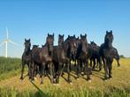 Gezocht, grote, jonge friese merrie, Dieren en Toebehoren, Paarden, Merrie, Gechipt, 3 tot 6 jaar, Recreatiepaard