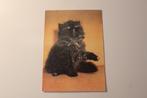 Katten Postkaart - Zwart grijs Kitten kijkt omhoog, CSSR, Verzamelen, Ansichtkaarten | Dieren, Gelopen, 1960 tot 1980, Verzenden