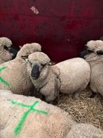 Dekram Hampshire Down Zwoegervrij, Dieren en Toebehoren, Mannelijk, Schaap, 0 tot 2 jaar