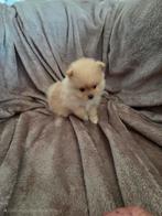 Pomeriaan pups, Keeshond, 8 tot 15 weken, Meerdere, Meerdere dieren