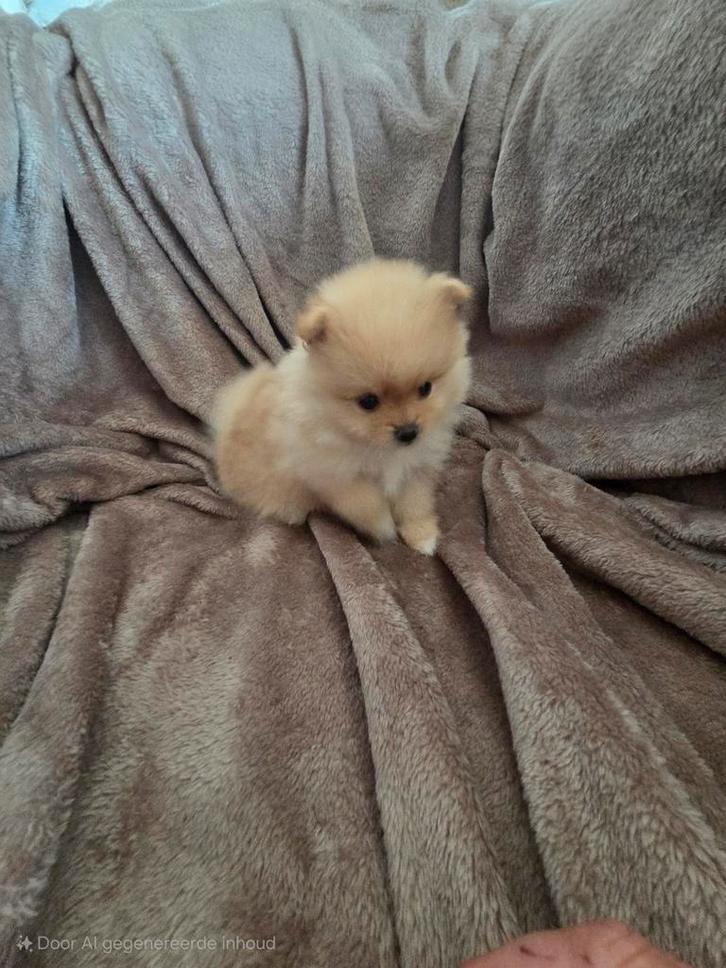 Pomeriaan pups, Dieren en Toebehoren, Honden | Poolhonden, Keeshonden en Oertypen, Meerdere dieren, Keeshond, Particulier, Meerdere