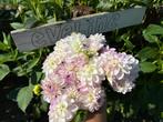 ==> Dahlia knollen Eveline pluktuin <==, Ophalen of Verzenden, Voorjaar, Volle zon, Knol