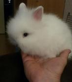 Jonge konijntjes baby teddy konijntjes, Meerdere dieren, Dwerg