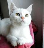 Prachtige Britse Korthaar Wit – 5 maanden oud, moeder Ragdol, Dieren en Toebehoren, Katten en Kittens | Raskatten | Langhaar, Kater