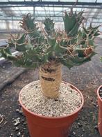 Caudex plant Euphorbia Tortirama zelden aangeboden., Overige soorten, In pot, Minder dan 100 cm, Bloeiende kamerplant