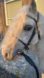Kinderpony welsh a ruin, Dieren en Toebehoren, Pony's, Merrie, Recreatiepony, Ontwormd