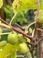 Kiwi bes Actinidia arguta 'Issai' 4 jaar oud,, Ophalen, Overige soorten, Struik, 100 tot 250 cm
