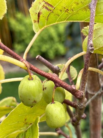 Kiwi bes Actinidia arguta 'Issai' 4 jaar oud,  beschikbaar voor biedingen