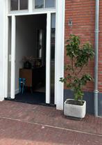 Appelboom in Bolia highlands bloempot, Ophalen, Volle zon, Overige soorten