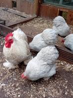 Parelgrijze Cochin broedeieren., Dieren en Toebehoren, Pluimvee, Geslacht onbekend, Kip
