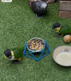 Zwartkop caiques, Dieren en Toebehoren, Vogels | Parkieten en Papegaaien, Meerdere dieren, Papegaai