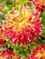 Dahlia knollen Akita, Ophalen of Verzenden, Volle zon, Knol