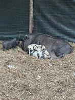Mini pig small size, Dieren en Toebehoren
