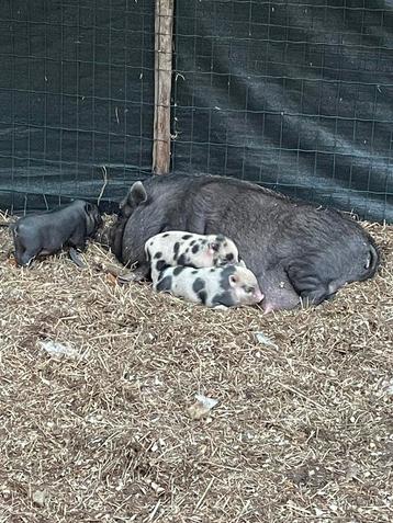 Mini pig small size beschikbaar voor biedingen