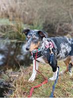 Lieve jack russel (mix), Dieren en Toebehoren, Honden | Jack Russells en Terriërs, Rabiës (hondsdolheid), Jack Russell Terriër