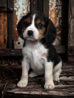 Knappe Beagliers pups., Dieren en Toebehoren, Honden | Beagles, Bassets en Lopende honden, Nederland, Overige rassen, 8 tot 15 weken