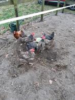 7 Amrock  en 2 Barnevelder te koop.   Zijn 2 en 3 jarige., Meerdere dieren, Kip