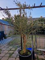 Olijfboom in pot - Prachtige mediterrane sfeer, 100 tot 250 cm, Olijfboom, Zomer, Ophalen
