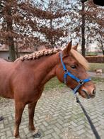 Jonge, lieve D-pony met gouden karakter – ChouChou, Dieren en Toebehoren, Pony's, Merrie, B, D pony (1.37m tot 1.48m), 3 tot 6 jaar