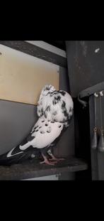 Te koop kraai tijger duif half gaditano 15 euro, Dieren en Toebehoren, Vrouwelijk, Kropper