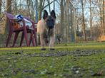 Mechelse herder puppy's, Dieren en Toebehoren, Honden | Herdershonden en Veedrijvers, 8 tot 15 weken, Meerdere, Meerdere dieren