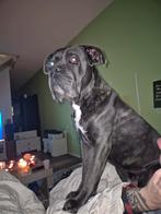 Cane corso zwart met witte bles 5 jaar oud, Dieren en Toebehoren, Honden | Bulldogs, Pinschers en Molossers, CDV (hondenziekte)