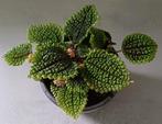Mooie Pilea Moon Valley in leuk grijs gemêleerd sierpotje., Ophalen, Overige soorten, In pot, Minder dan 100 cm