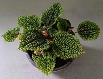 Mooie Pilea Moon Valley in leuk grijs gemêleerd sierpotje.  beschikbaar voor biedingen