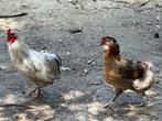 Haan, Dieren en Toebehoren, Pluimvee, Mannelijk, Kip