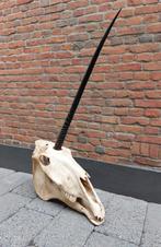 Schedel unicorn skull eenhoorn taxidermy opgezette fantasie, Ophalen, Paard, Schedel