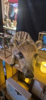 Te koop: evert zwijn biggetje/frisling, Ophalen of Verzenden, Opgezet dier