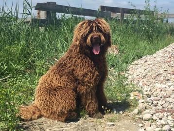 OOK OP LOCATIE, geteste labradoodle dekreu australian bloed beschikbaar voor biedingen