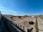 Gezocht: kuddegenoot voor onze ruinengroep, Dieren en Toebehoren, Stalling en Weidegang, Stalling, 1 paard of pony