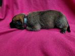 X Mechelse herder pups teefjes, 8 tot 15 weken, Meerdere, Meerdere dieren, Herder