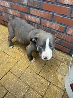 Puppys te koop, Dieren en Toebehoren, Honden | Bulldogs, Pinschers en Molossers, 8 tot 15 weken, Bulldog, Meerdere, Meerdere dieren