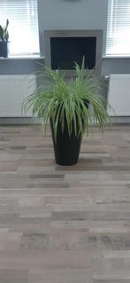 Mooie zwarte hoge bloempot inclusief plant (graslelie), Tuin en Terras, Bloembakken en Plantenbakken, Ophalen, Rond, Steen, Minder dan 60 cm