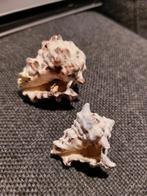 Set van twee schelpen, Ophalen of Verzenden, Schelp(en)