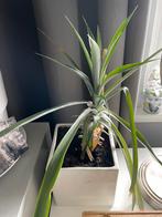Ananasplant - Pineapple - Bromelia Ananas / Ananas comosus, Huis en Inrichting, Kamerplanten, Ophalen of Verzenden, Minder dan 100 cm