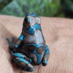 Dendrobates auratus 'Highland Bronze', prachtige exemplaren, Dieren en Toebehoren, Reptielen en Amfibieën, 0 tot 2 jaar