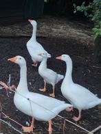 Ganzen broedeieren, Geslacht onbekend, Gans of Zwaan