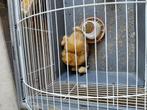 Diverse trio zijdehoen kriel buff, Dieren en Toebehoren, Pluimvee, Meerdere dieren, Kip