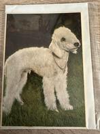 Bedlington terrier verzameling, Ophalen of Verzenden, Zo goed als nieuw
