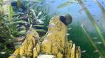 Jonge guppies 3€ voor 10, Vis, Zoetwatervis, Schoolvis