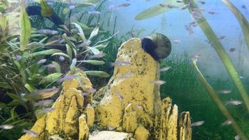 Jonge guppies beschikbaar voor biedingen