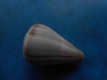 Schelpen: Conus loroisii Kiener f++g 58mm beschikbaar voor biedingen