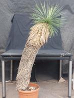 Yucca linearifolia ssp. Galeana 42, 155 cm, stam 110 cm, Ophalen, Overige soorten, Volle zon