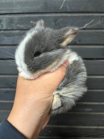 Onwijs mooi nestje Minilop x NHD (hangoor) baby's beschikbaar voor biedingen