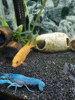 8 blauwe florida kreeft €7,50 per stuk., Kreeft, Krab of Garnaal